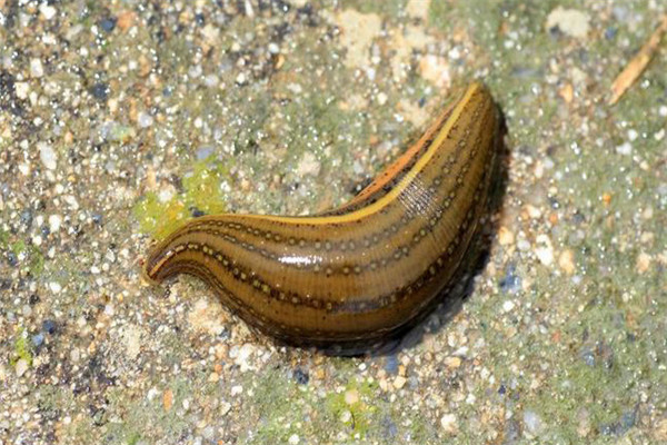 水蛭的形態(tài)特點