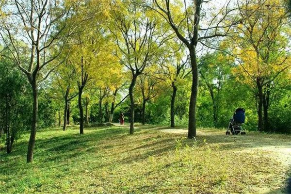 防護(hù)林的結(jié)構(gòu)、高度要求