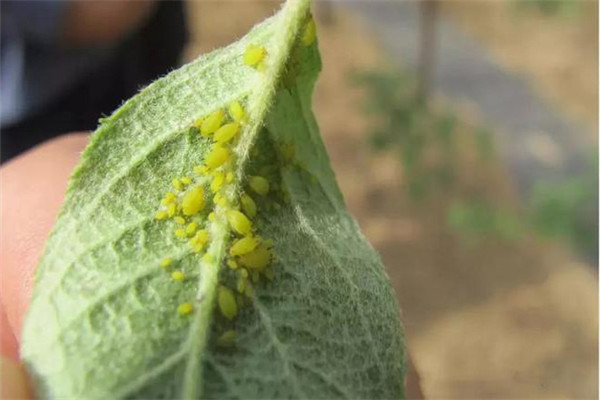 蘋(píng)果綿蚜的形態(tài)特征