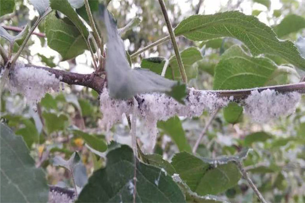 蘋(píng)果綿蚜的生活史及習(xí)性