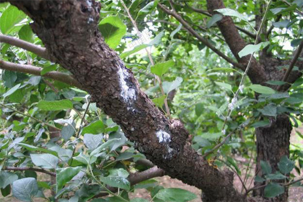 如何防治蘋(píng)果綿蚜