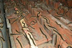 要給蜈蚣喂些什么飼料?如何給蜈蚣投放食物