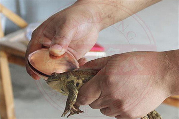 采集蟾酥的主要工具、采集方法與注意事項(xiàng)