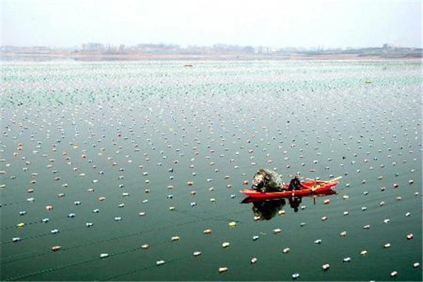 珍珠養(yǎng)殖需要什么樣的水域條件