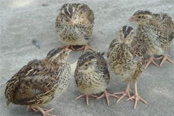 鵪鶉積食（硬嗉?。┰趺崔k