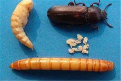 黃粉蟲卵、幼蟲、蛹和成蟲的形態(tài)特征介紹