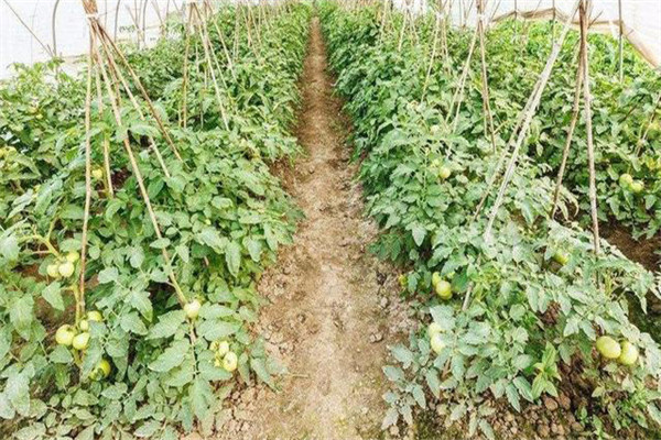 地力差，保水保肥能力差