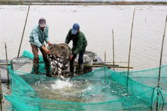 梭魚種蟹混養(yǎng)關(guān)鍵技術(shù)要點，如何進行日常管理