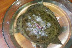 怎樣防治甲魚白斑病？