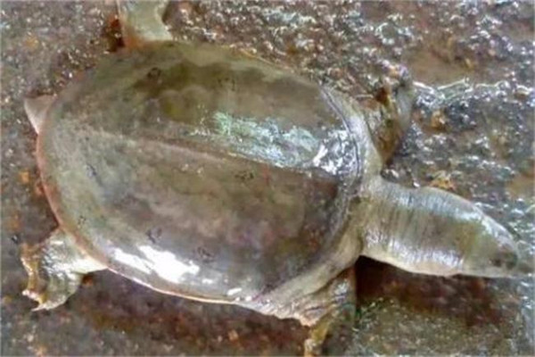 甲魚(yú)白斑病的預(yù)防方法