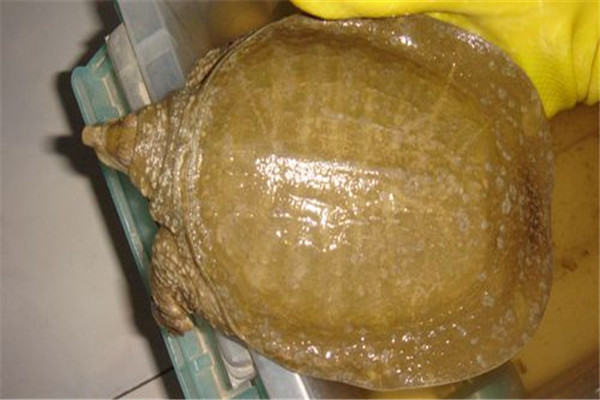 甲魚(yú)白斑病的治療方法