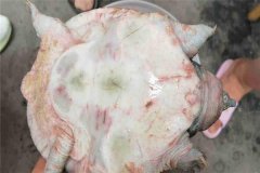 怎樣防治甲魚(yú)腐皮病，其癥狀表現(xiàn)如何？