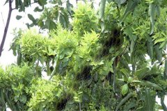 怎樣防治棗樹的棗瘋病 棗瘋病的病源是什么？