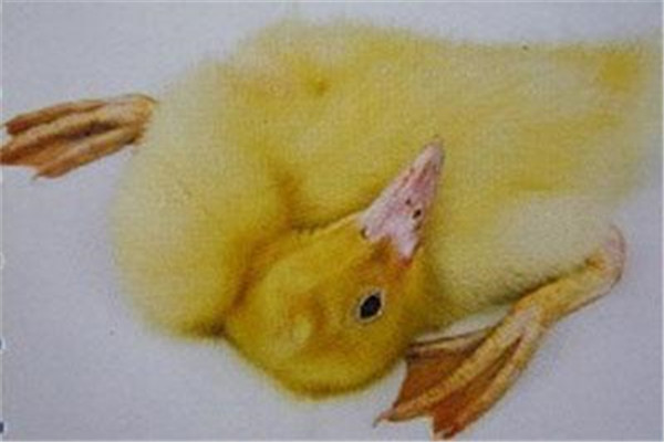 鴨敗血病的臨床癥狀、發(fā)病原因及防治措施