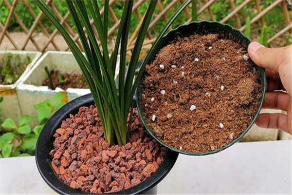 怎樣播種熱帶蘭花，熱帶蘭的種植方法