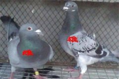 怎樣挑選優(yōu)良的鴿子 鴿子年齡、雌雄的鑒別方法