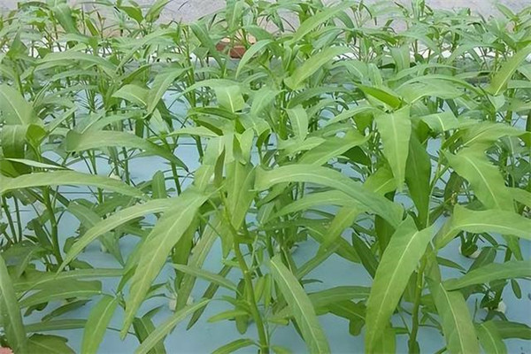 空心菜的類型與品種