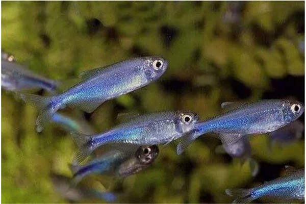 魚種小、體質(zhì)差