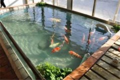 魚池養(yǎng)錦鯉要注意什么？