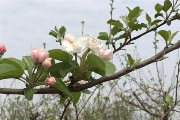 如何讓蘋果樹提早結(jié)果、提前結(jié)果