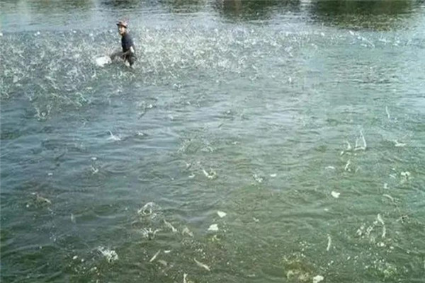 魚種怎么進(jìn)行放養(yǎng)