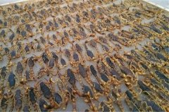 蝎子加工貯存方法，藥用全蝎的質(zhì)量標(biāo)準(zhǔn)簡介