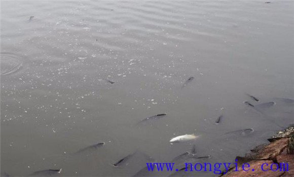 注意預(yù)防浮頭