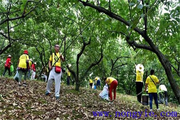 板栗的采摘方法