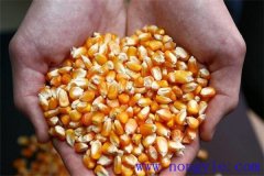 隔年的玉米種子還能發(fā)芽嗎？玉米畝用多少種子