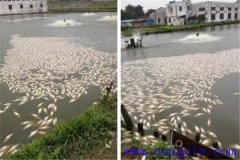 池塘魚中毒與泛塘有什么區(qū)別，如何辯別？