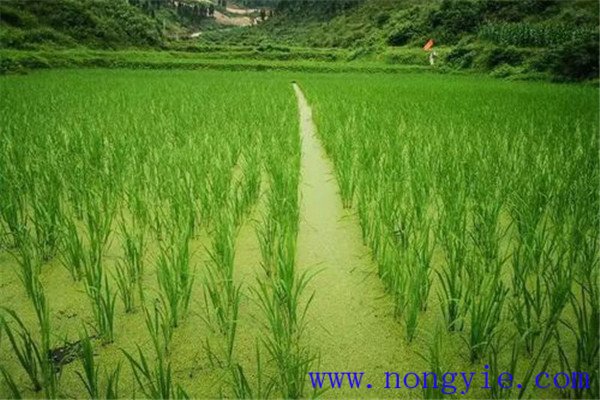 做好田魚(yú)苗種培肓工作