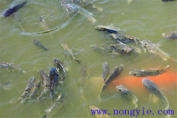 加強(qiáng)成魚(yú)飼養(yǎng)管理