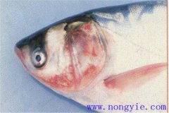 魚細菌性敗血癥的癥狀、發(fā)病原因和治療方法