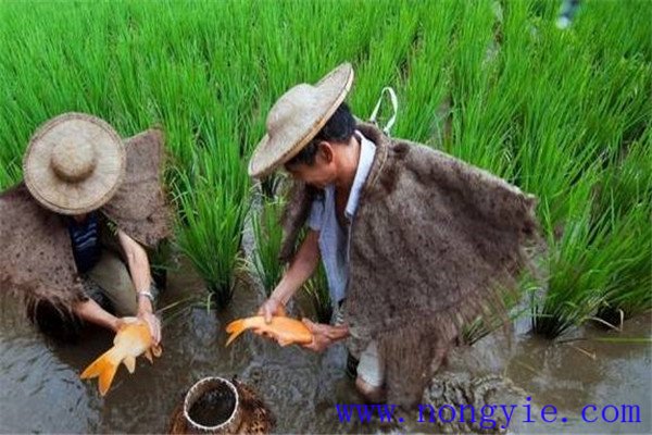 做好田魚(yú)繁殖工作