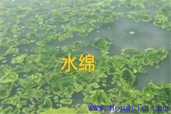 如何清除和控制水綿、水網(wǎng)藻和湖靛等敵害生物