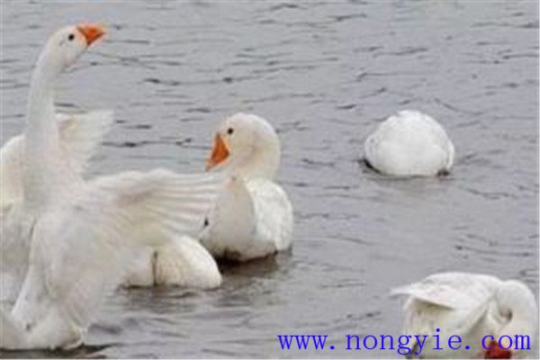 魚、鵝立體化養(yǎng)殖的優(yōu)點