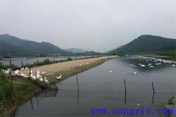魚、鵝綜合養(yǎng)殖的模式
