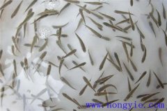怎樣高效益養(yǎng)殖異育銀鯽 其魚苗魚種如何培育？