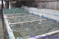 如何選擇魚苗、魚種池，又怎樣清整、施肥