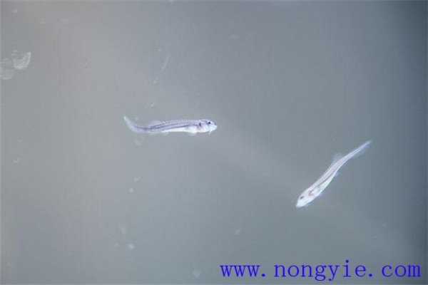 家魚(yú)人工繁殖魚(yú)苗需要哪些生態(tài)條件