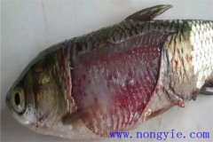 淡水魚細菌性爛鰓病如何治療，用什么藥防治？