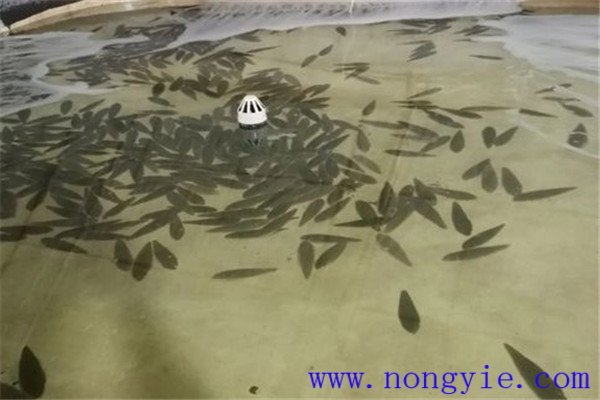 餓 ，即停喂飼料