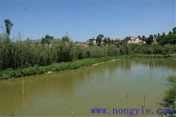 魚塘水色發(fā)紅或水黑什么原因，怎么處理