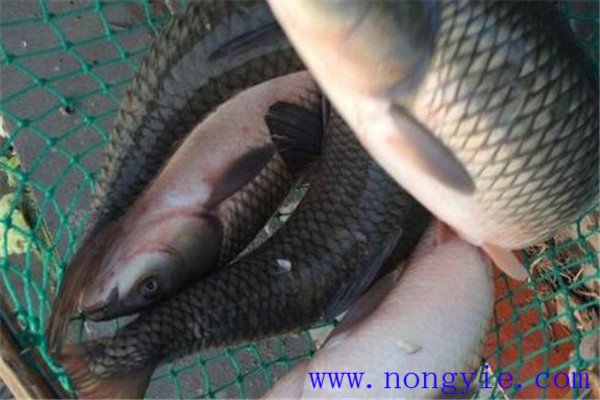 草魚(yú)、青魚(yú)親魚(yú)秋培技術(shù)與方法