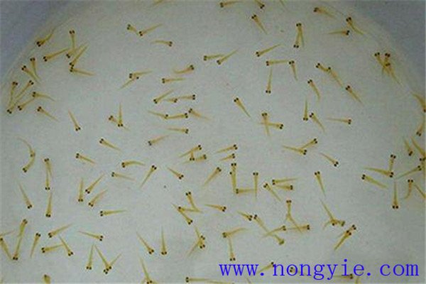 培育魚苗、魚種需要哪些工具