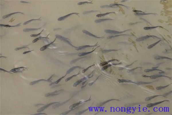 魚種、秋花和春片