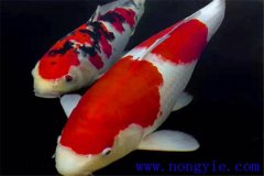 錦鯉的飼養(yǎng)－怎樣繁殖錦鯉？