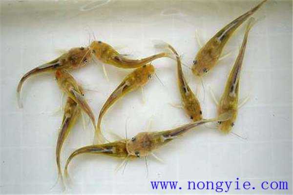 什么樣的魚苗是才好種苗