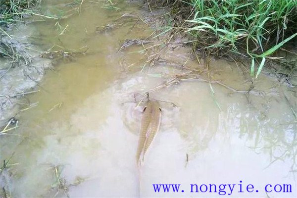 怎樣利用小山塘、魚池、坑凼培育魚苗、魚種