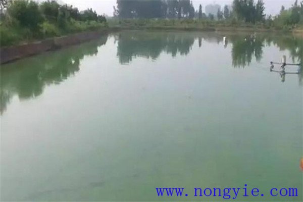 施肥要看魚情、看水色、看天氣
